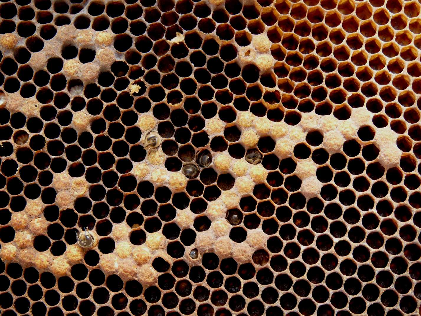 Le api di Nanni